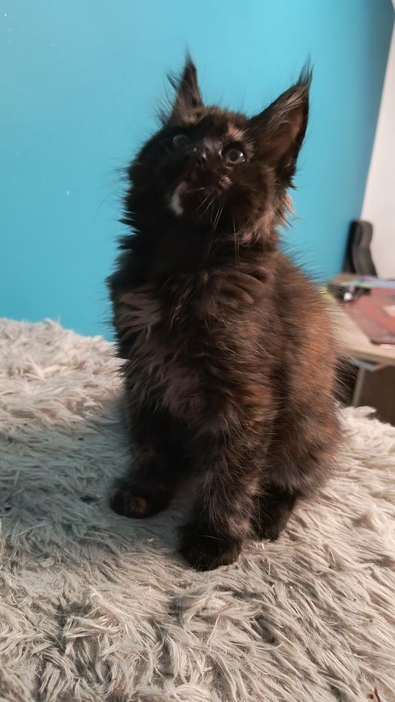 Kotka Maine coon- do hodowli