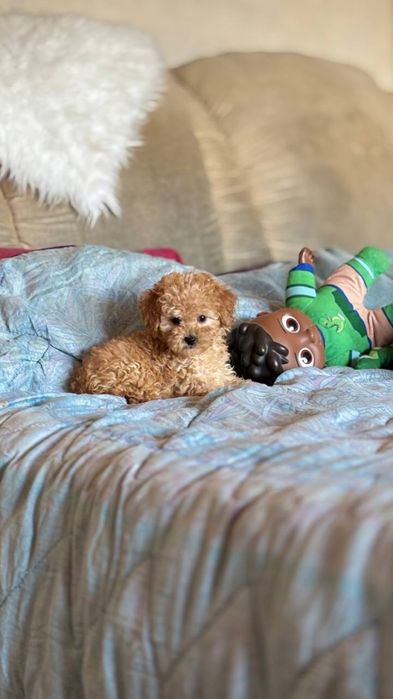 Мальтипу шикарный мини малыш