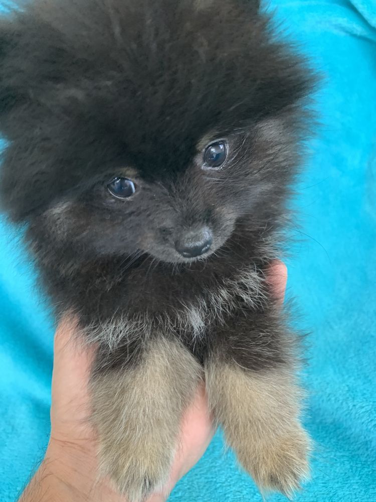 Spitz Alemão Anão