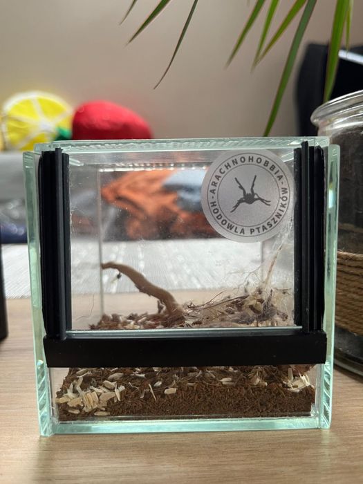 Phormictopus atrichomatus (samiczka)