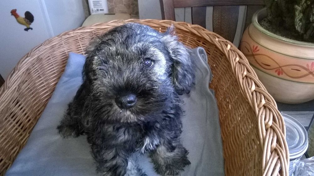 sznaucer miniaturowy - piesek