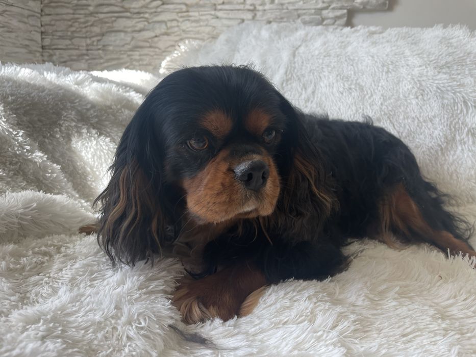 Cavalier Charlie 4-letni pies