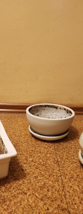 Doniczki do Bonsai