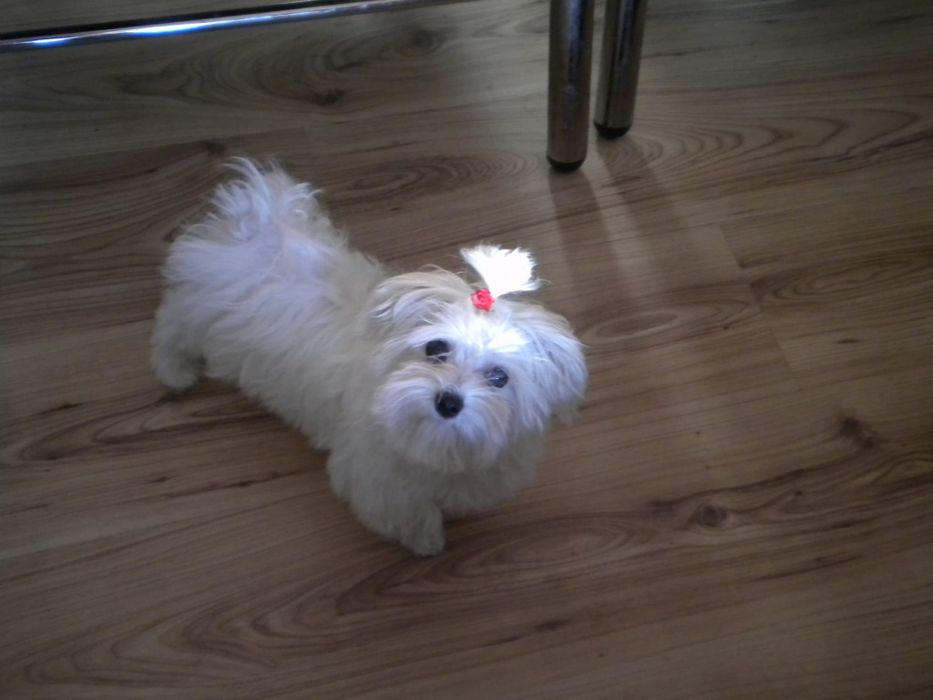 Suczka maltańczyk. Mini