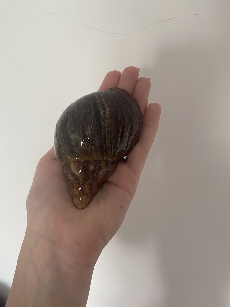 Archachatina ventricoza cream (ślimak afrykański)