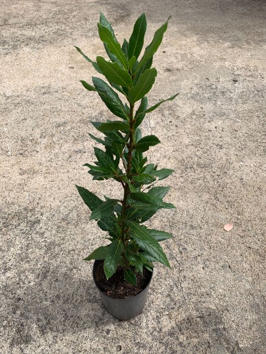 Loureiros - Laurus Nobilis