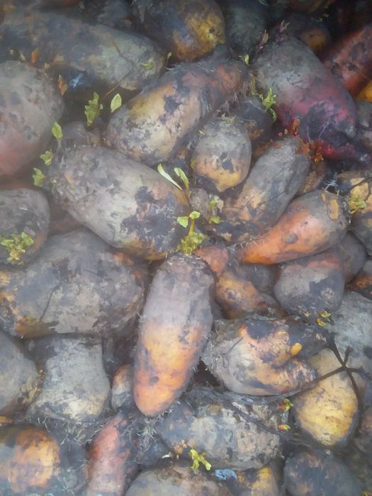 Продам кормовий буряк