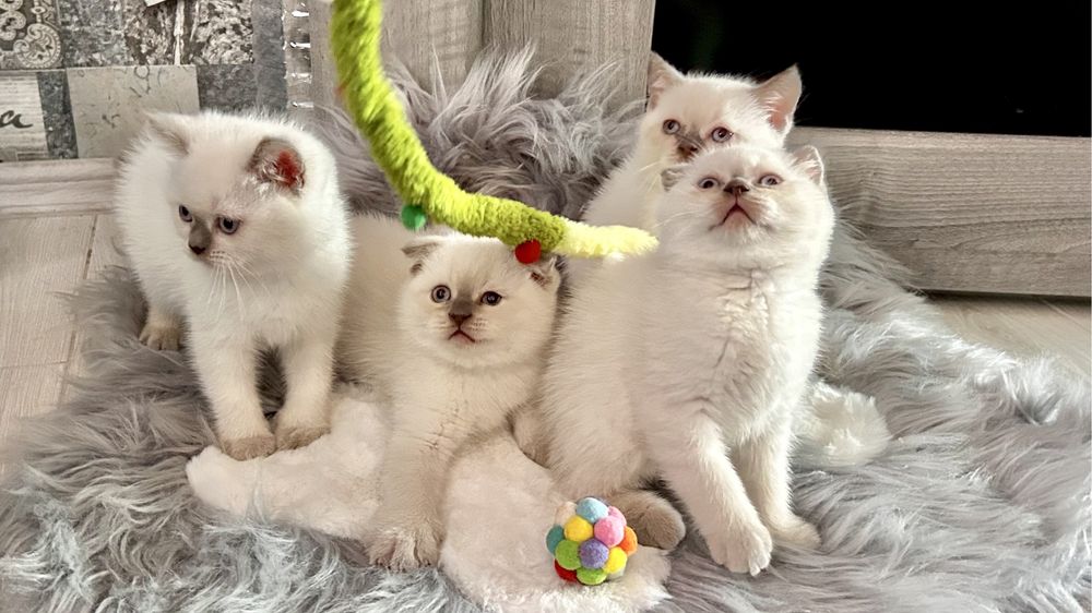 Шотландські котики