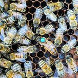 Matki pszczele NU Buckfast Meda rezerwacje 2025
