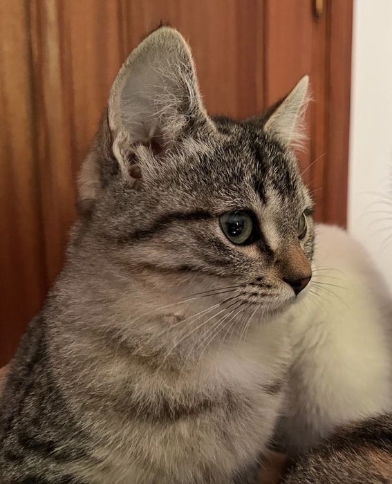 3 gatinhos - adopção responsável