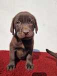 Szczeniak Labrador Retriver