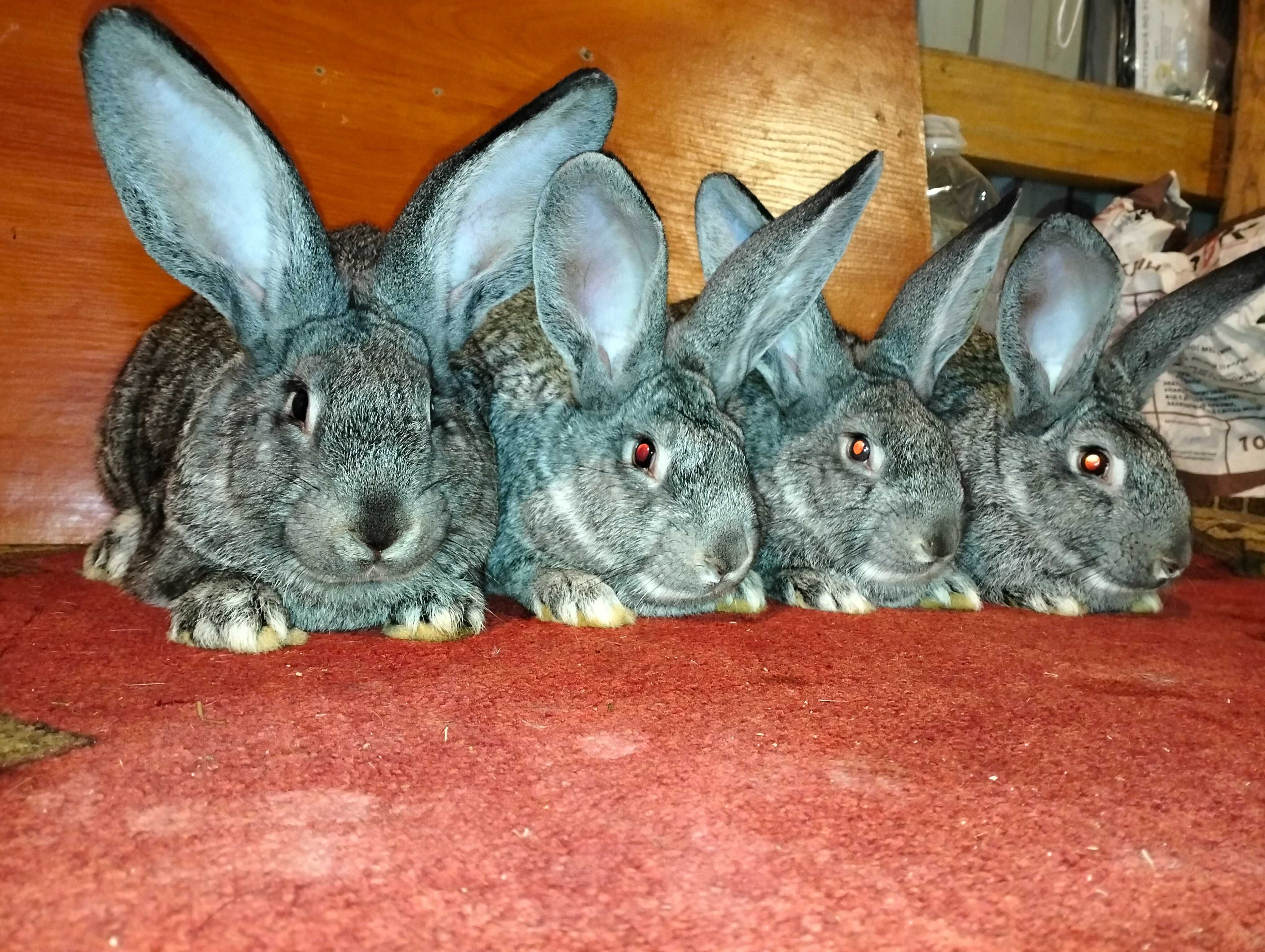 Кролики, шиншила, молодняк кролика, кролі