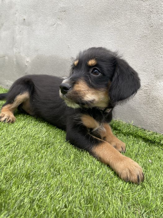 Cachorrinho para adoção gratuita