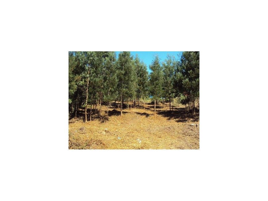 Terreno de construção em Paredes de Coura