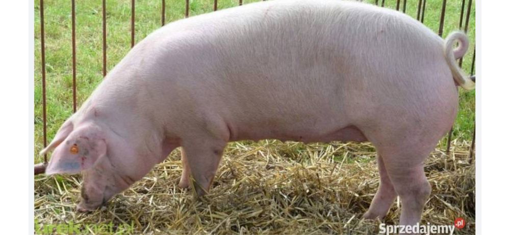 Sprzedam swinki tuczniki