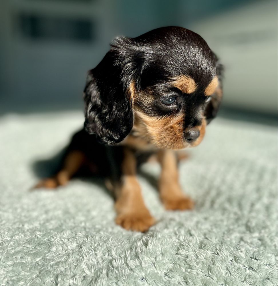 Cavalier king charles spaniel
