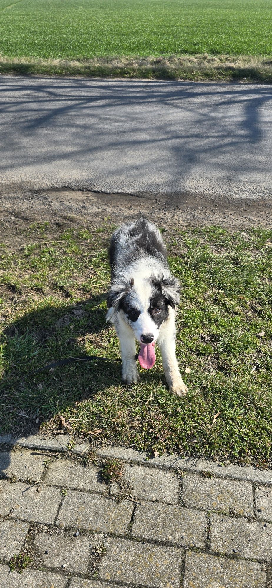 Border Collie piesek