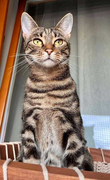 Kazimiera - kotka do adopcji