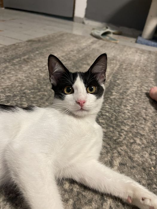 Кошечка в добрые руки СРОЧНО