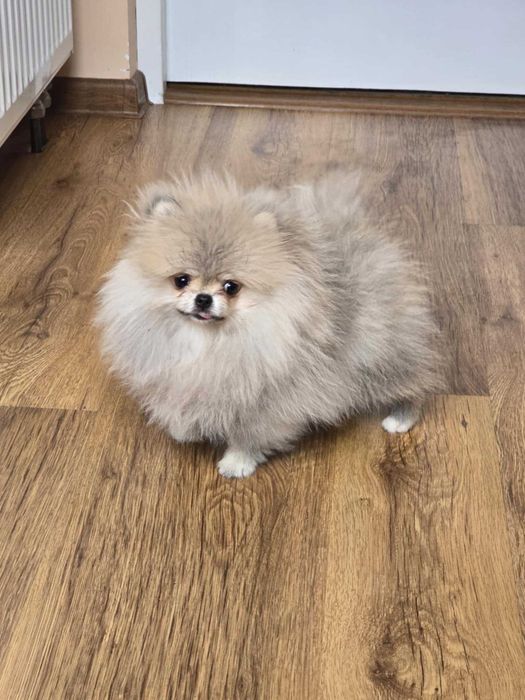 xxs suczka Szpic miniaturowy Pomeranian ZKwP