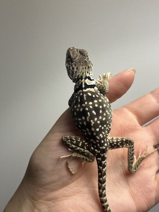 legwan obrożny samica new mexico crotaphytus collaris obrożniak