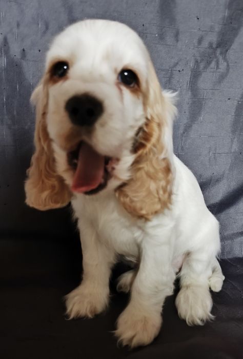 Cocker Spaniel Angielski- suczka biało -złota z hodowli Gdowska Wataha