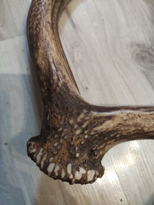 Poróże,rogi Jelenia.