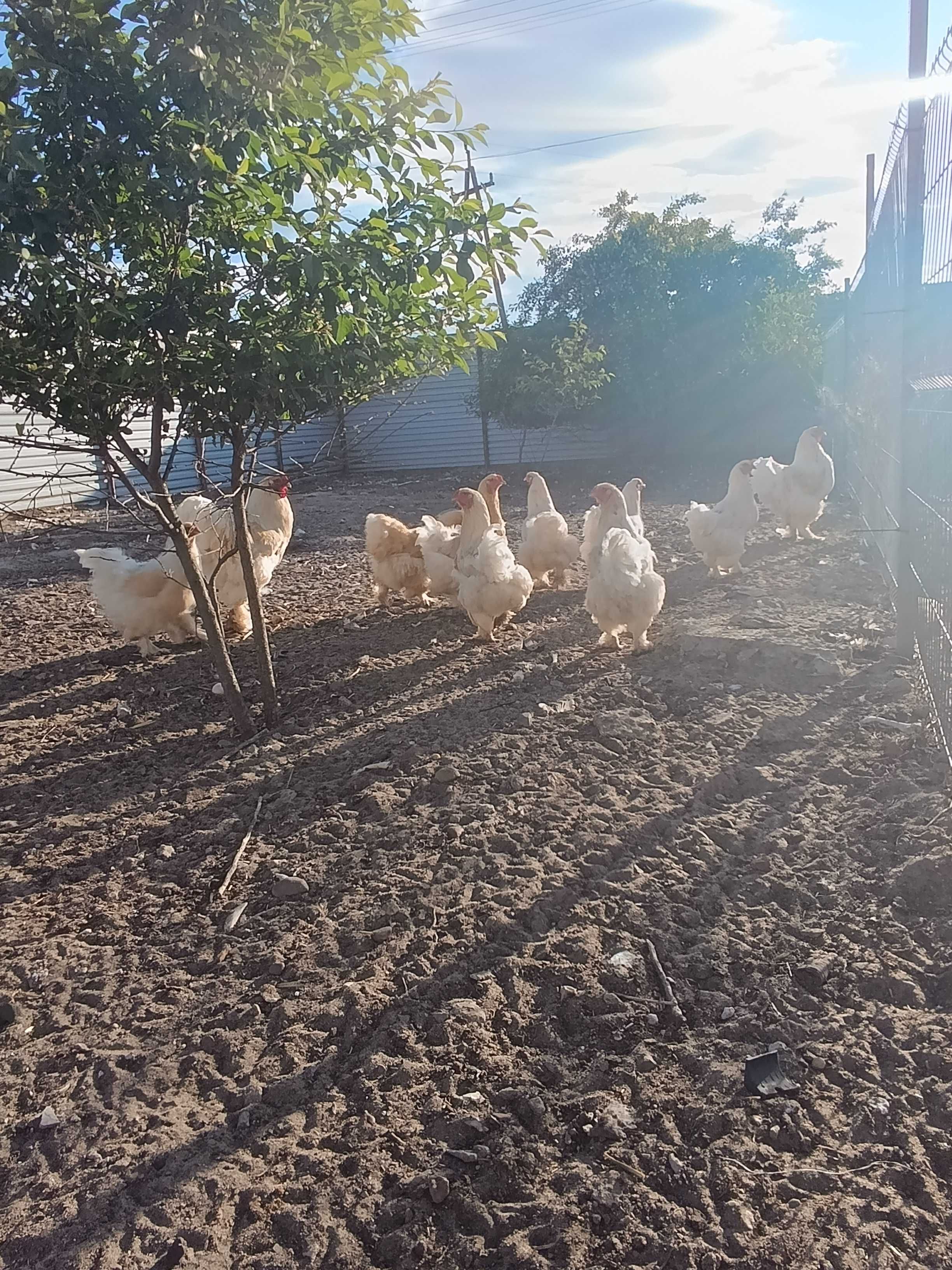 Jaja lęgowe brahma olbrzymia Brahma srebrna i lemon, kuropatwiane