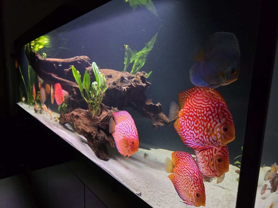 Korzeń do akwarium mangrowiec