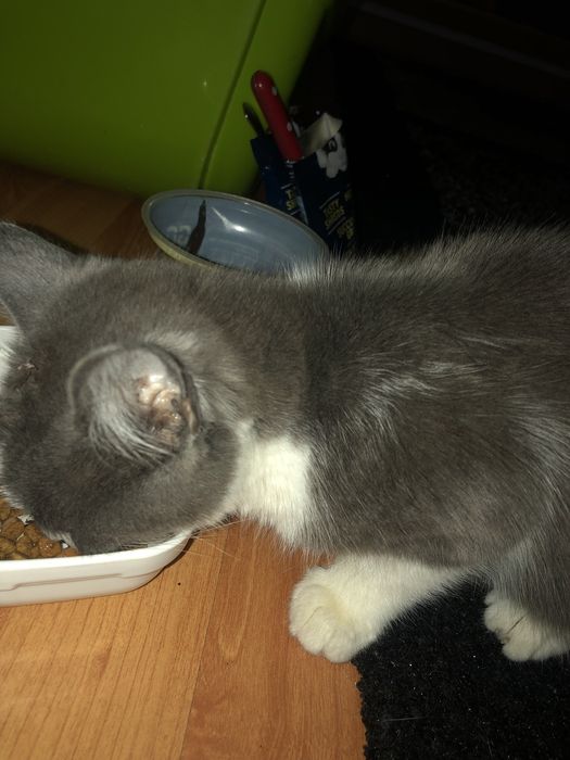 Gatinho com 3 meses