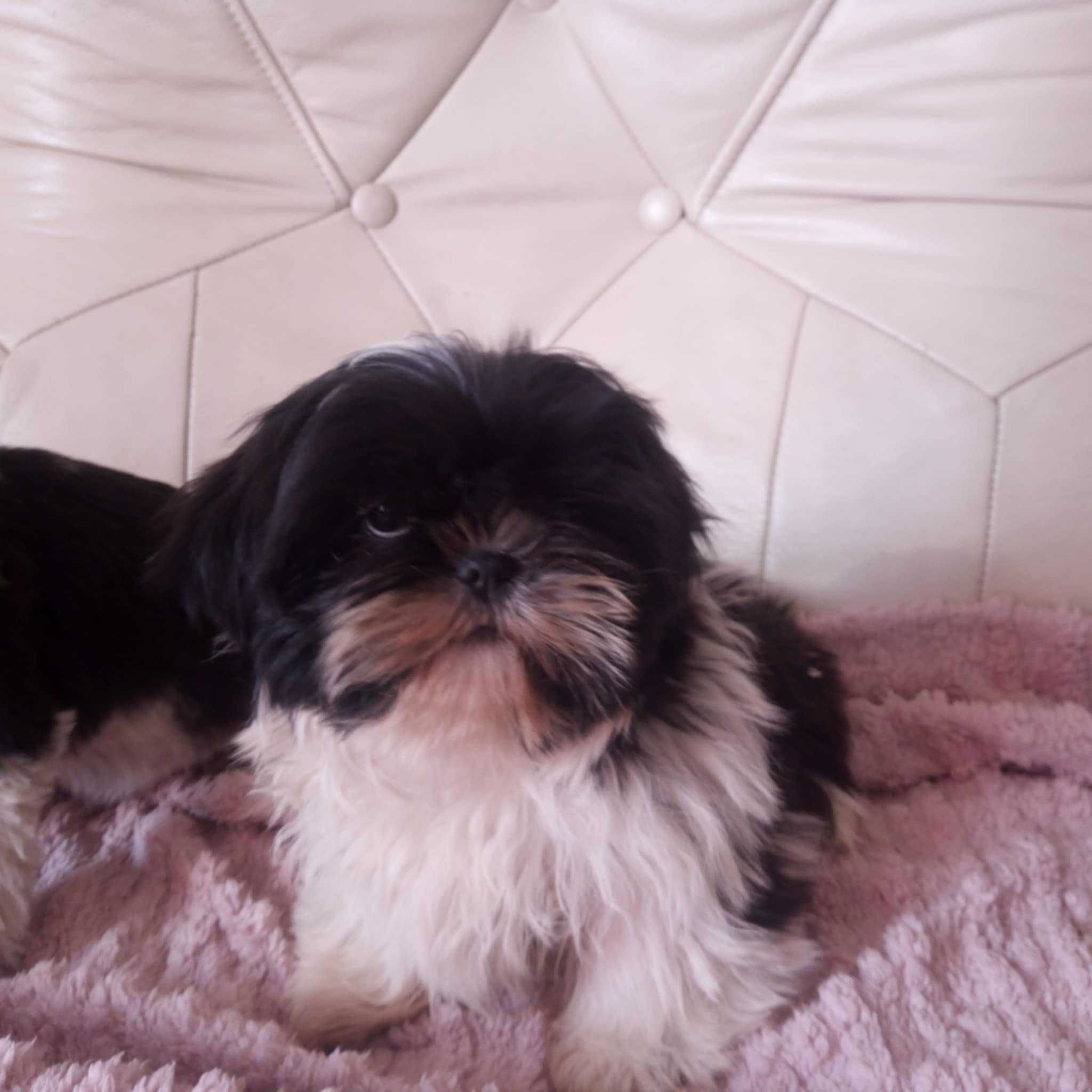 Shih-tzu szczeniaczek gotowy na zmianę domu