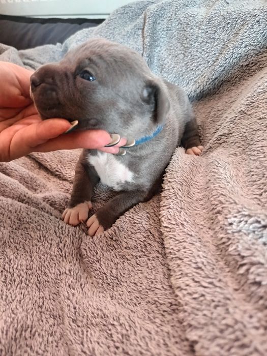 Piesek, American Staffordshire Terrier, Amstaff