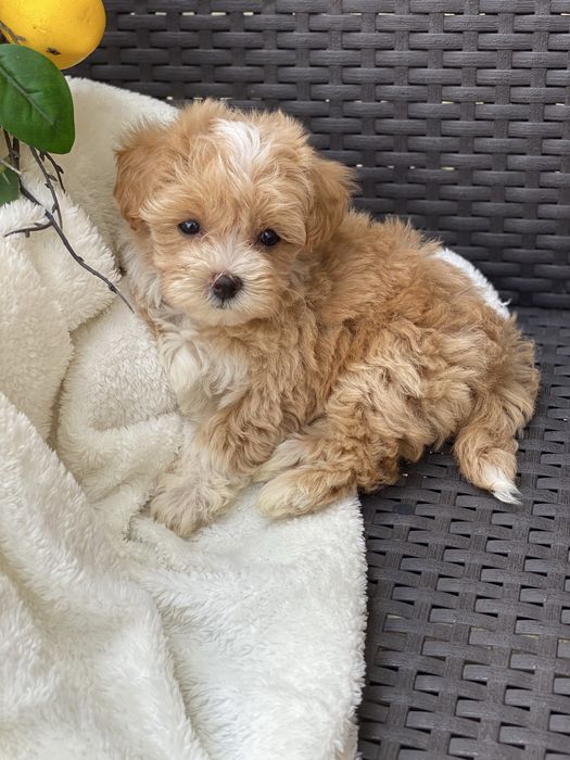 Шикарні міні мальтипу