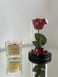 Wieczna róża w szkatułce  a’la Beauty and The Beast