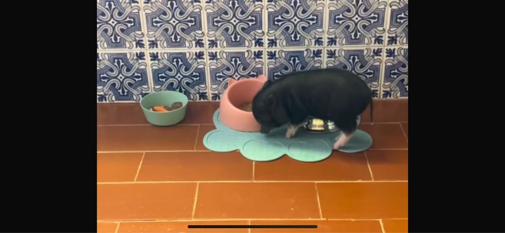 Mini pig/ porco anão