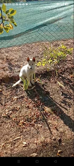 Хаски девчонки щеночки милые