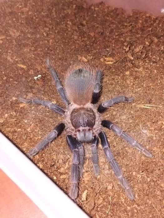 Lasiocyano (pterinopelma) Sazimaii 4dc