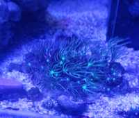 Pachyclavularia koralowce miękkie akwarium morskie