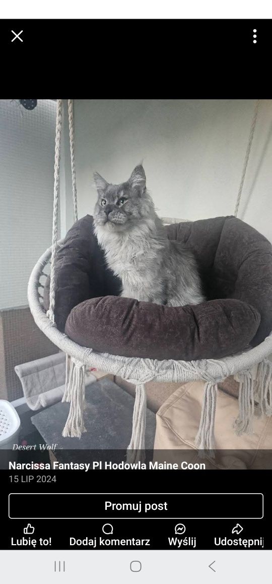 Maine Coon NS Kocur