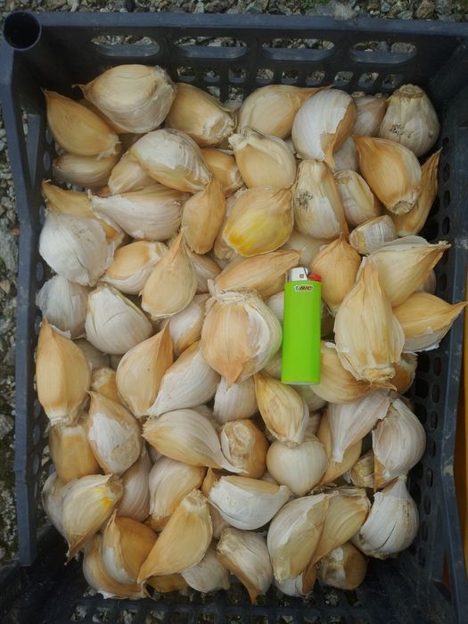 Czosnek sloniowy gigant