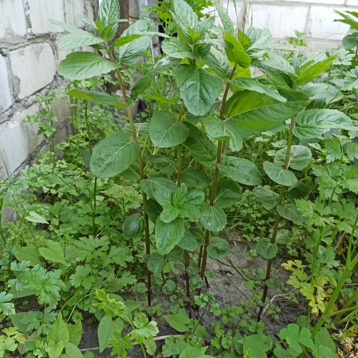 Продам большие саженцы мята перечная рассада