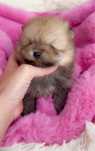 Pomeranian śliczna dziewczynka.