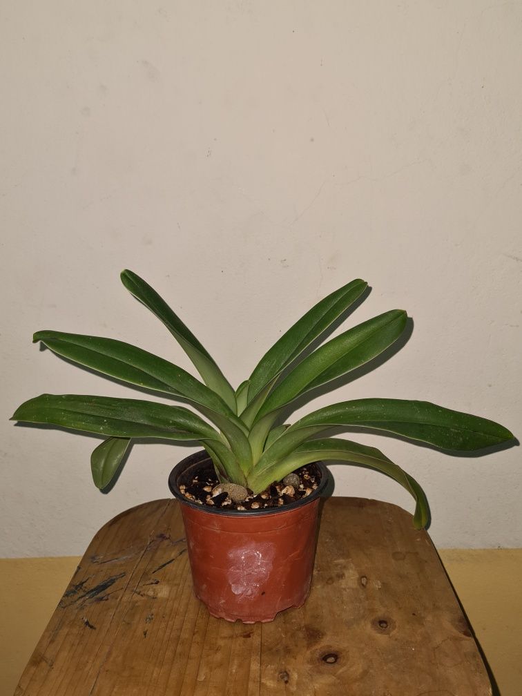 Paphiopedilum insigne - Orquídea Sapatinho