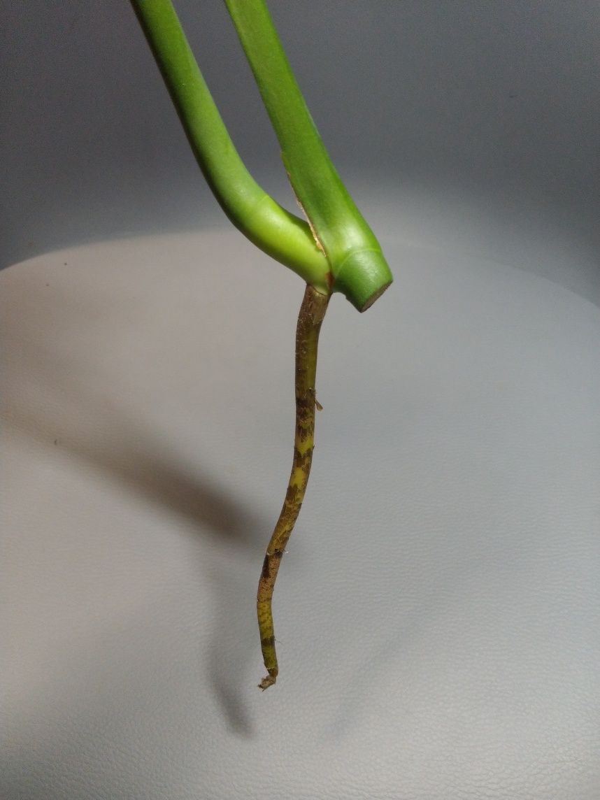 Monstera Green on Green szczyt dwulistny