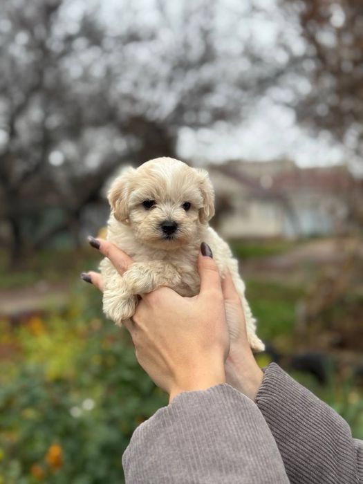 Выбираем друга, мальтипу ф1 мальчики