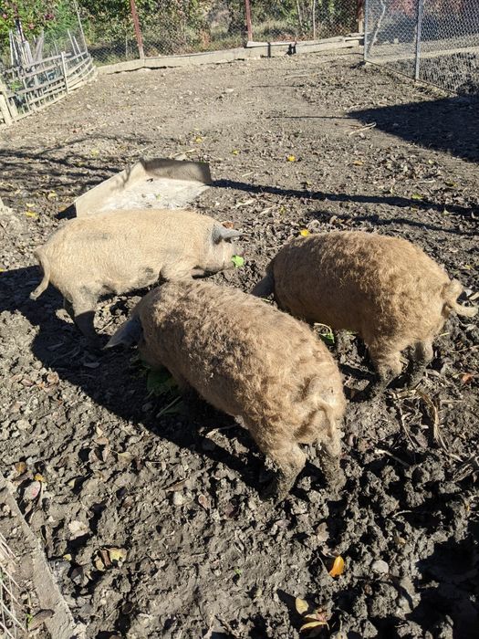 Поросята венгерської мангалиця