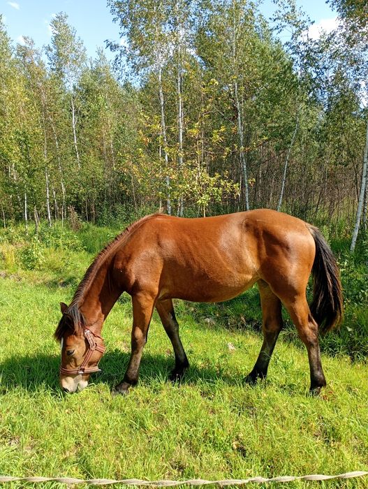 Продам лошицю 1 рік