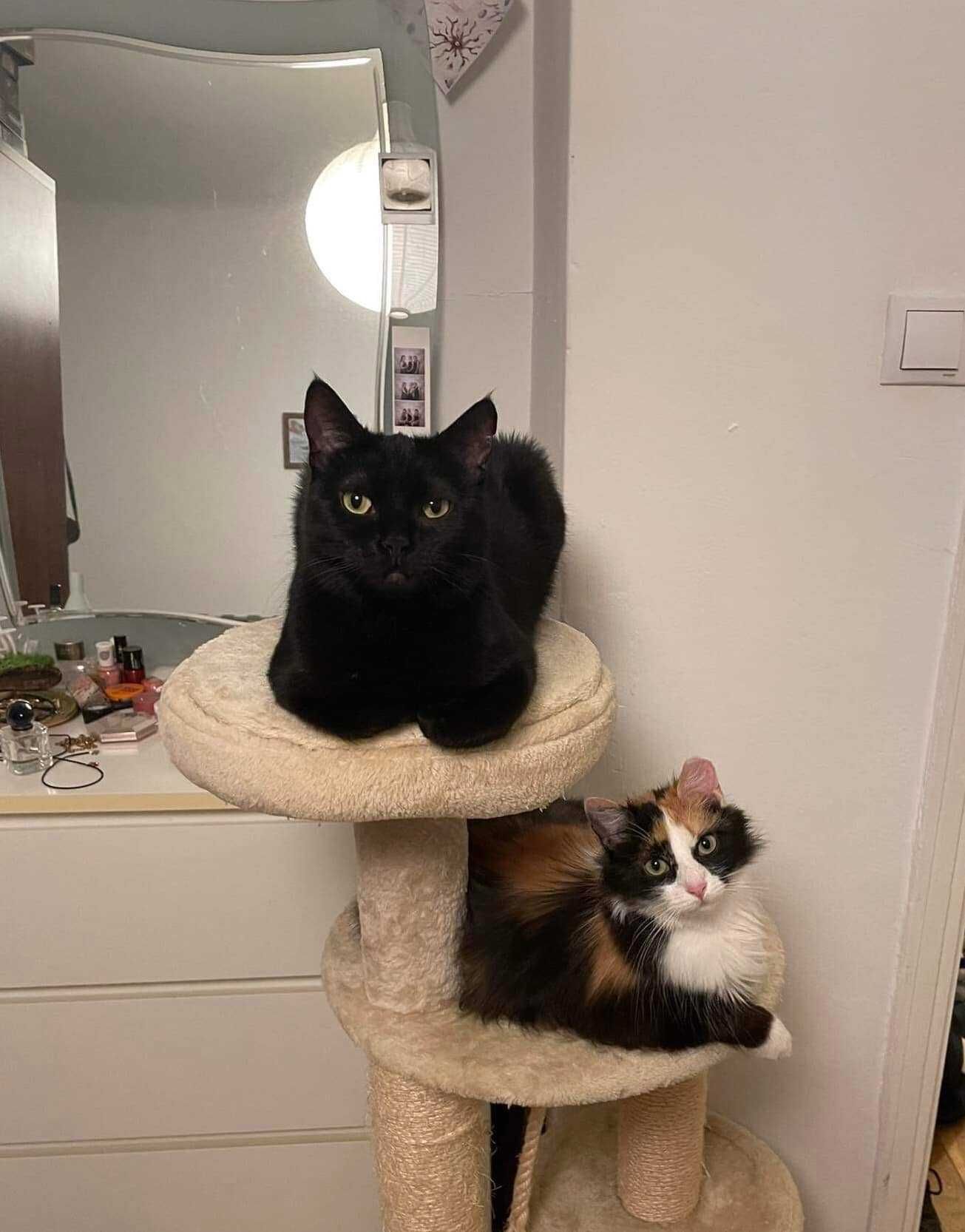 Coco & Chanel - perfekcyjne koteczki szukają domu!