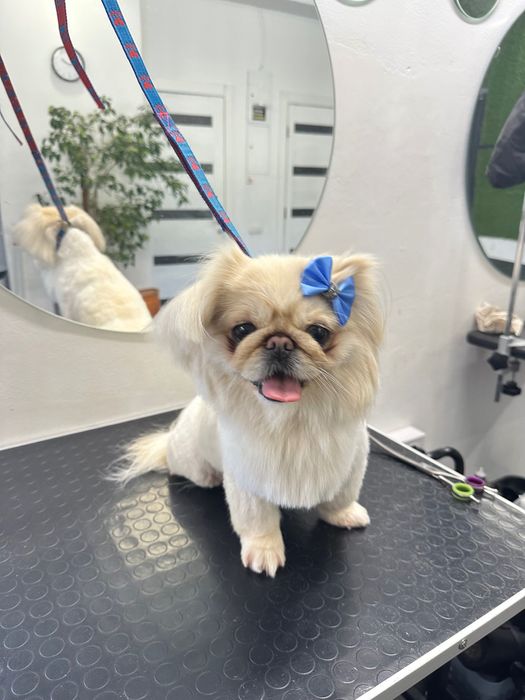 Грумінг , стрижка собак, лівий берег Дніпро