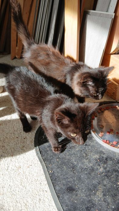 Gatinhos para adoção